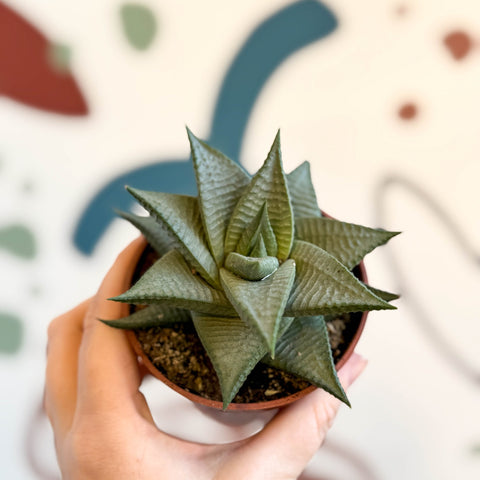 Haworthia limifolia 'Roux' - Sprouts of Bristol