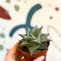 Haworthia limifolia 'Roux' - Sprouts of Bristol