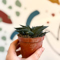 Haworthia limifolia ‘Twist’ - Sprouts of Bristol