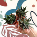Haworthia Lucky Dip Mix - Sprouts of Bristol