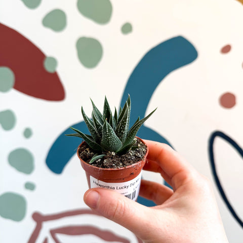 Haworthia Lucky Dip Mix - Sprouts of Bristol
