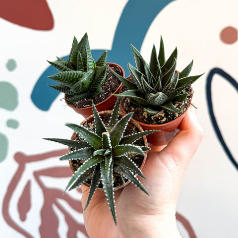 Haworthia Lucky Dip Mix - Sprouts of Bristol
