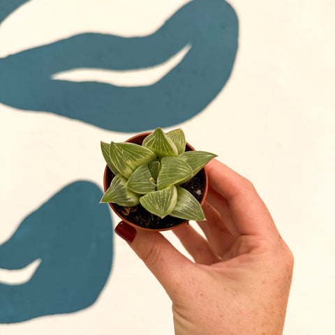 Haworthia retusa 'White Ghost' - Sprouts of Bristol