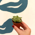 Haworthia retusa 'White Ghost' - Sprouts of Bristol