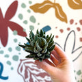 Haworthiopsis fasciata – Zebra Haworthia - Sprouts of Bristol