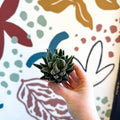 Haworthiopsis fasciata – Zebra Haworthia - Sprouts of Bristol