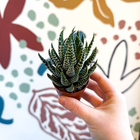 Haworthiopsis fasciata – Zebra Haworthia - Sprouts of Bristol