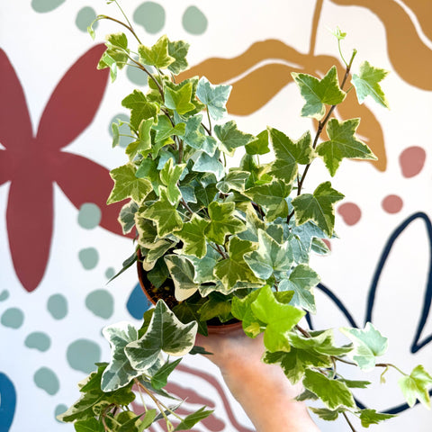 Hedera helix 'Eva' - English Ivy - Sprouts of Bristol