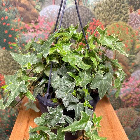Hedera helix 'Mona Lisa' - English Ivy - Sprouts of Bristol