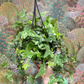 Hedera helix 'Mona Lisa' - English Ivy - Sprouts of Bristol