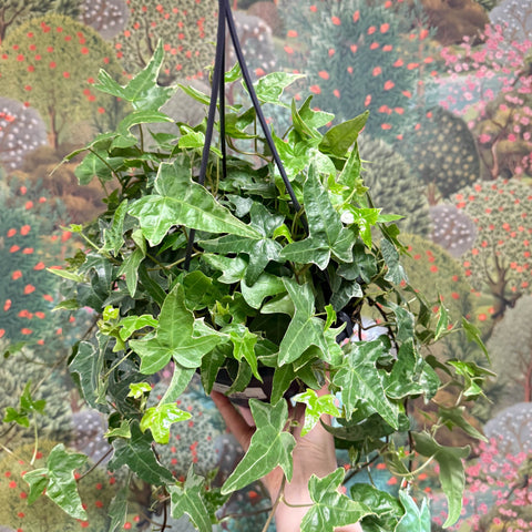 Hedera helix 'Mona Lisa' - English Ivy - Sprouts of Bristol