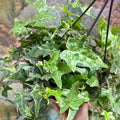 Hedera helix 'Mona Lisa' - English Ivy - Sprouts of Bristol