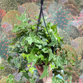 Hedera helix 'Mona Lisa' - English Ivy - Sprouts of Bristol