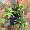 Hedera helix 'Mona Lisa' - English Ivy - Sprouts of Bristol