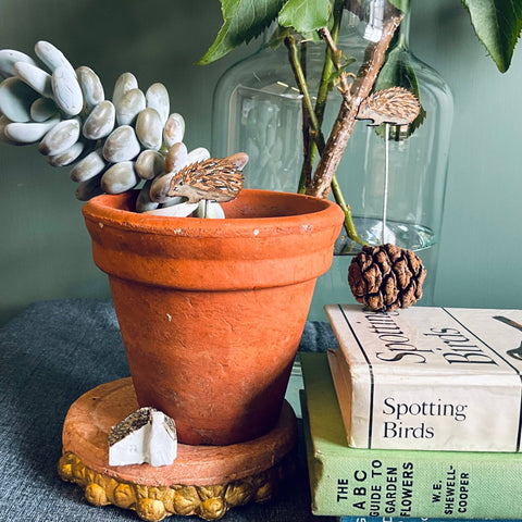 Hedgehog Plant Pot Companions - Sprouts of Bristol