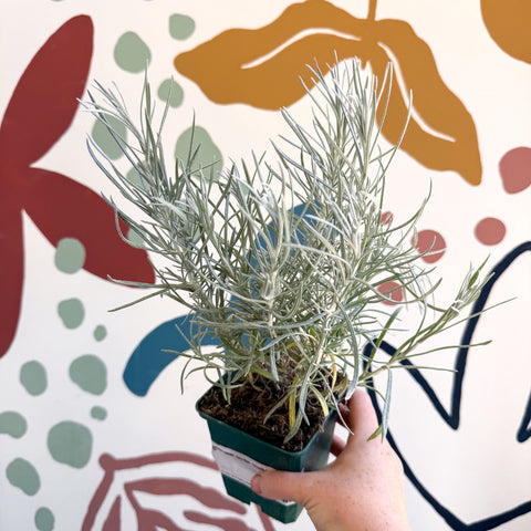 Helichrysum italicum - Curry Plant - Cotswolds Grown Culinary Herbs - Sprouts of Bristol