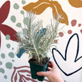 Helichrysum italicum - Curry Plant - Cotswolds Grown Culinary Herbs - Sprouts of Bristol
