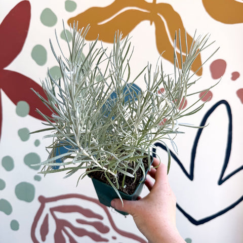 Helichrysum italicum - Curry Plant - Cotswolds Grown Culinary Herbs - Sprouts of Bristol