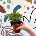 Heuchera americana 'Marvelous Marble' - British Grown Herbaceous Perennial - Sprouts of Bristol