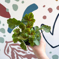 Heuchera americana 'Marvelous Marble' - British Grown Herbaceous Perennial - Sprouts of Bristol