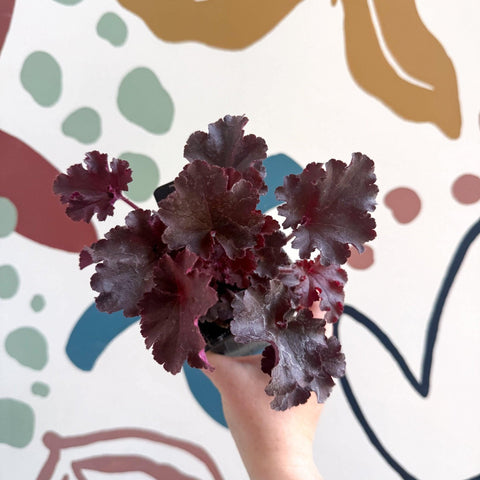 Heuchera americana 'Melting Fire' - British Grown Herbaceous Perennial - Sprouts of Bristol