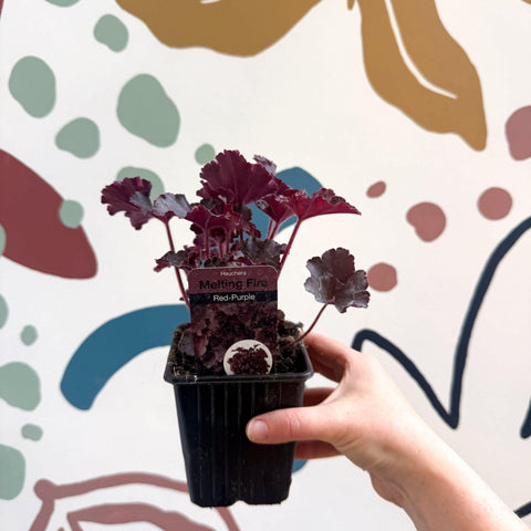 Heuchera americana 'Melting Fire' - British Grown Herbaceous Perennial - Sprouts of Bristol