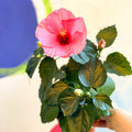 Hibiscus rosa - sinensis - Lucky Dip Colour - Sprouts of Bristol