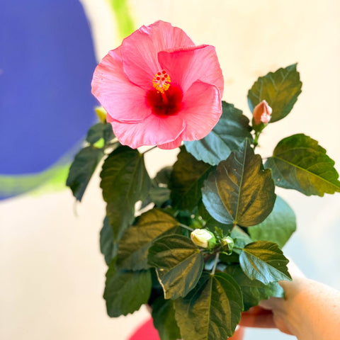 Hibiscus rosa - sinensis - Lucky Dip Colour - Sprouts of Bristol
