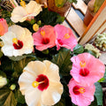 Hibiscus rosa - sinensis - Lucky Dip Colour - Sprouts of Bristol