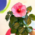 Hibiscus rosa - sinensis - Lucky Dip Colour - Sprouts of Bristol