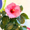 Hibiscus rosa - sinensis - Lucky Dip Colour - Sprouts of Bristol