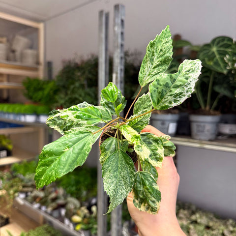 Hibiscus rosa - sinensis ‘Variegata’ – Variegated Tropical Hibiscus - Sprouts of Bristol
