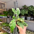 Hibiscus rosa - sinensis ‘Variegata’ – Variegated Tropical Hibiscus - Sprouts of Bristol
