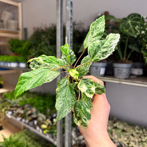Hibiscus rosa - sinensis ‘Variegata’ – Variegated Tropical Hibiscus - Sprouts of Bristol