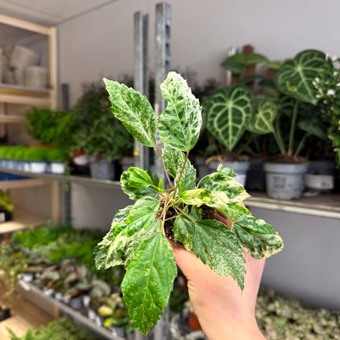 Hibiscus rosa - sinensis ‘Variegata’ – Variegated Tropical Hibiscus - Sprouts of Bristol