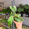 Hibiscus rosa - sinensis ‘Variegata’ – Variegated Tropical Hibiscus - Sprouts of Bristol