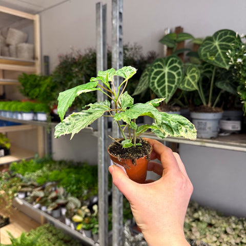 Hibiscus rosa - sinensis ‘Variegata’ – Variegated Tropical Hibiscus - Sprouts of Bristol