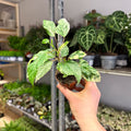 Hibiscus rosa - sinensis ‘Variegata’ – Variegated Tropical Hibiscus - Sprouts of Bristol