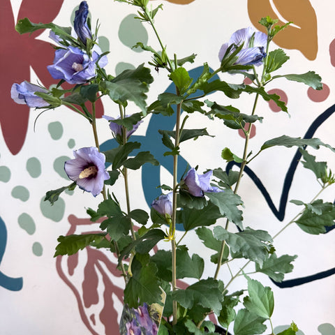 Hibiscus syriacus ‘Marina’ - Rose of Sharon - Sprouts of Bristol