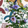 Hibiscus syriacus ‘Marina’ - Rose of Sharon - Sprouts of Bristol