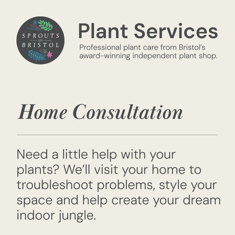 Home Plant Consultation | Plant Styling & Advice - Sprouts of Bristol