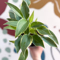 Hosta 'First Frost' - Plantain Lily - Sprouts of Bristol