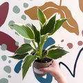 Hosta 'Patriot' - Plantain Lily - Sprouts of Bristol