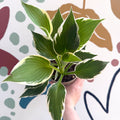 Hosta 'Patriot' - Plantain Lily - Sprouts of Bristol