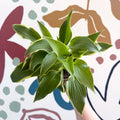 Hosta - Plantain Lily [Random Variety] - Sprouts of Bristol