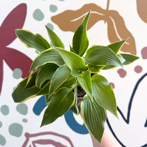Hosta - Plantain Lily [Random Variety] - Sprouts of Bristol