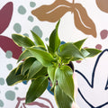 Hosta - Plantain Lily [Random Variety] - Sprouts of Bristol