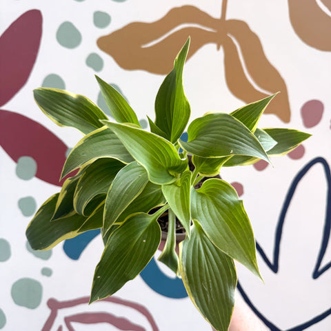 Hosta - Plantain Lily [Random Variety] - Sprouts of Bristol