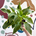 Hosta - Plantain Lily [Random Variety] - Sprouts of Bristol