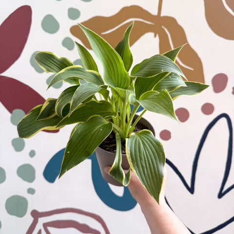 Hosta - Plantain Lily [Random Variety] - Sprouts of Bristol